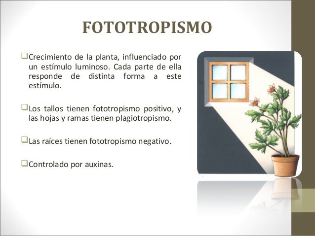 Que es fototropismo y ejemplos 4 Que es fototropismo y ejemplos 63